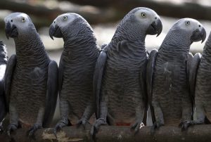 grey parrots for sale