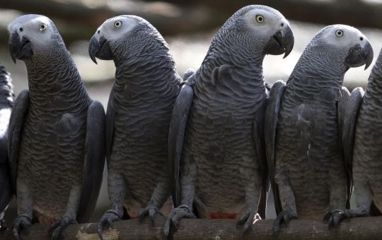 grey parrots for sale
